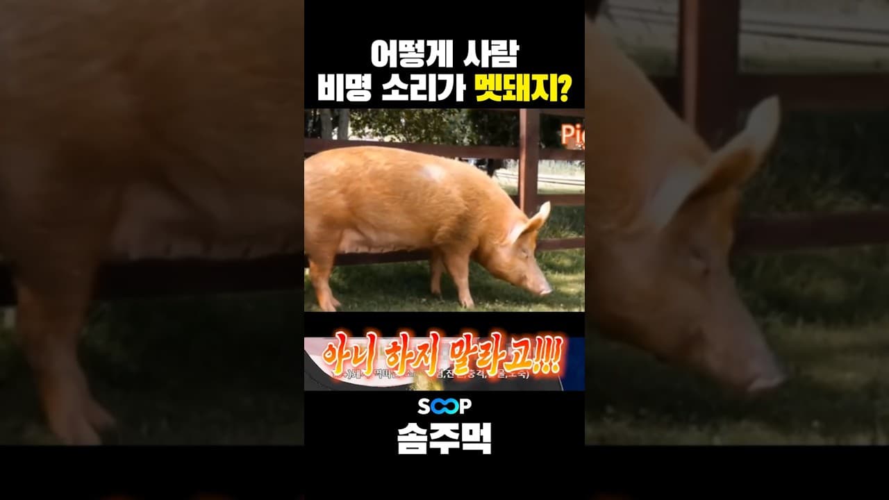 어떻게 사람 비명소리가 멧돼지?